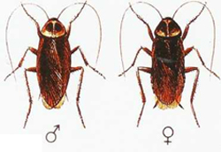 aralar-desinfeccion-cucaracha-americana-ficha