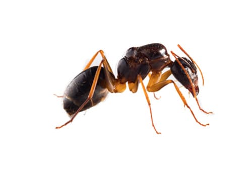 aralar-desinfeccion-hormigas