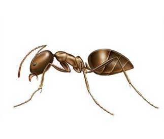 aralar-desinfeccion-hormigas-argentina-ficha