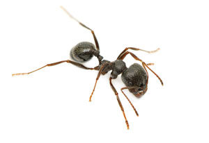 aralar-desinfeccion-hormigas-jardin-ficha